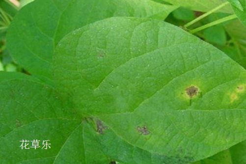 动漫萌少女——，甜美世界中的魅力绽放