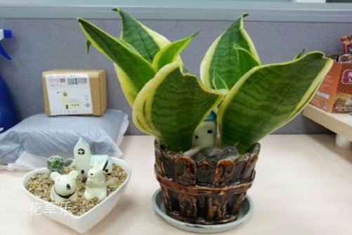 过午不食精品视频一区二区三区四区五区，古老智慧的现代解读与实践
