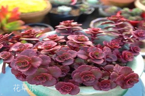 单反镜头变焦原理亚洲国产精品无码久久久动漫，单反镜头变焦原理深度解析